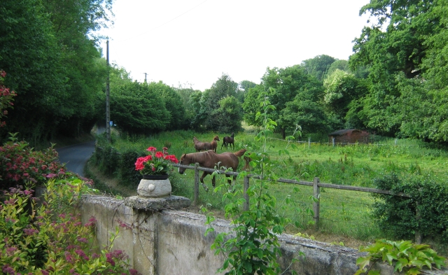 horses in a luch green field seen from the studio in honfleur
